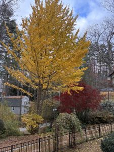 Golden ginkgo tree and Japanese maple in autumn